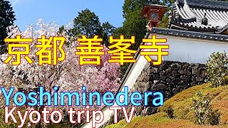 京都・西山【善峯寺・遊龍の松と🌸満開しだれ山桜】Yoshiminedera🌸Temple~Kyoto Japan