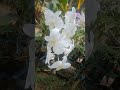 my beautiful dendrobium green wings variety 30 heartmonth shortvideo orchids fypシ゚viral