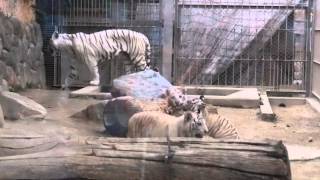 2015.6.7 東武動物公園☆ホワイトタイガー親子_09【White tiger】