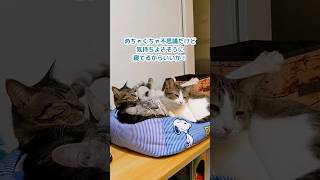 どんな寝方でもへそ天になってしまう猫【#shorts】