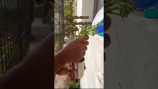 Mint Growing #garden #gardening #balconygarden #வீட்டுத்தோட்டம் #plants #mint #புதினா #shorts