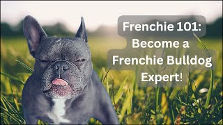 Frenchie 101: Become a Frenchie Expert! \