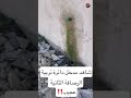 شاهد مدخل دائرة تربية الرصافة الثانية عجيب‼️