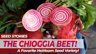 SEED STORIES | The CHIOGGIA BEET! A Favorite Heirloom Seed Variety!