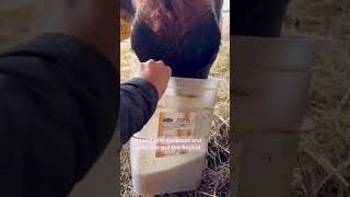 First time heifer needs water! #homestead #milkcow #cow #milking #calving #vlog