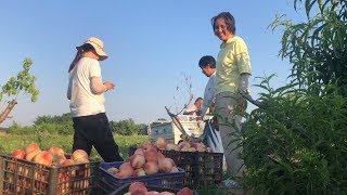 Qingxiang gives the big sister the help to pick the peaches.