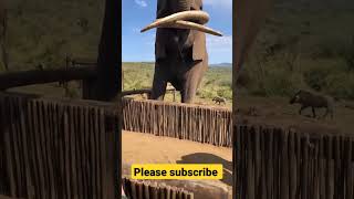 Bet he can't drink beer that fast! #shorts #wildlife #nature #Elephants #newfunnyvideo