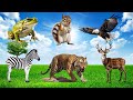 Bustling animal world sounds around us: Snake,  Ostrich, Squirrel, Hippo, Gorilla, Ducks, Horse,...