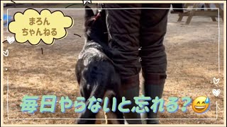 なんちゃって訓練＾＾；やらないと忘れる・・・飼い主反省TT【シェパード『まろん』といっしょ！】