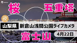 🌸富士山x夜桜x五重塔ライブカメラ🌸山梨県「新倉山浅間公園」　2024年4月22日(月)