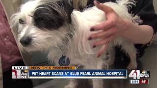 Checking your pet's heart health