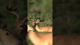 What's the difference between deer and human vision? #deer #deerhunting