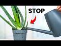 I Stopped Killing Aloe Vera Once I Knew This