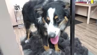 Brushing an Aussie Before the Bath