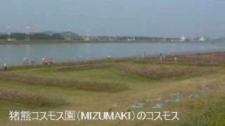 2008年10.17遠賀川河川敷（猪熊コスモス園）コスモス開花情報