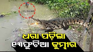 Forest department catches 13-ft crocodile in Kendrapara