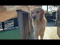 【ゴールデンレトリバー】〈ぎん太の日常〉ぎん太の比較動画！　 goldenretriever dog