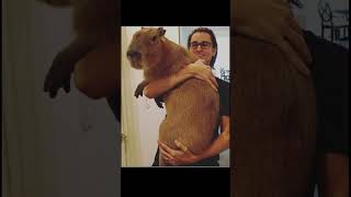 Capybaras are pretty big