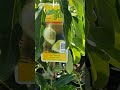 avocado tree 🥑🌳marketwatch $49.99 5 ettinger anaheim gem ventura ca