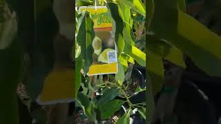 AVOCADO TREE 🥑🌳MARKETWATCH $49.99 #5 ETTINGER, ANAHEIM, GEM VENTURA CA