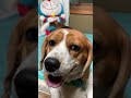 【ドラえもん犬】後ろにいるドラえもんが気になるビーグル犬・・・healing dog　癒し 犬　ビーグル beagle　セラピー犬