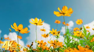 Tranquil Floral Melodies - A Playlist of Beautiful Tunes to Help You Relax | Relaxation Space 4K