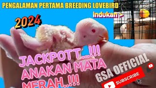 PENGALAMAN PERTAMA BREEDING LOVEBIRD 2024 || JACKPOT..!!!! MATA MERAH