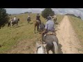 ngunguru school horse trek