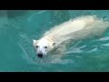 雨の日は良く動く💗シロクマのホウちゃん【天王寺動物園】