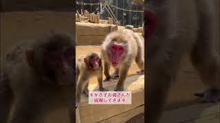 【高尾山さる園・野草園】シリア親子