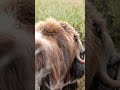 musk ox can you say.. artic animals meet the musk ox relaxing music for toddlers nature footage