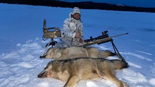 North-East Coyotes of Newfoundland