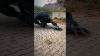 Werewolf Attack In Real Life Part 6 #shorts #wolf #werewolf #werewolfx #werewolfvideo #werewolfs
