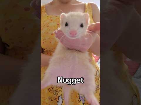 What are ferrets most closely related to?