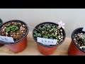 introduction to 25 kinds of oxalis classification of oxalis how to take care of them