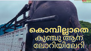 കൊമ്പ് ഊരിയെടുത്തിട്ടാണ് കുഞ്ചുവിനെ ലോറിയില്‍ കയറ്റിയത്.