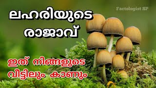 ഇവന്റെ മുന്നിൽ കഞ്ചാവും MDMA യും ഒന്നുമല്ല / Factologist SP