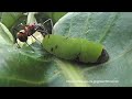 シジミチョウの幼虫から蜜をもらうトゲアリ