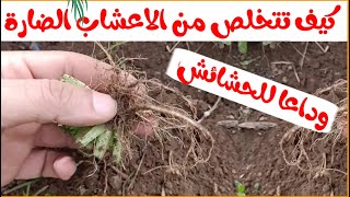 كيف تتخلص من الحشائش و  الأعشاب الضارة الموجودة في حديقتك