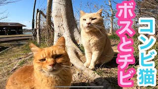 野良猫動画 湖畔の仲良しコンビ猫ちゃんも春を楽しんでます Japanese cats