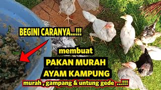 Cara Membuat Pakan Murah Ayam Kampung  Pakan Alternatif bikin Untung besar