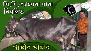 সি,সি,ক্যামেরা দ্বারা নিয়ন্ত্রিত গাভীর খামার। হাট থেকে ক্রয় গরু দিয়ে খামার শুরু। রায়গঞ্জের খামার