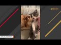 male dog s amazing reaction to kitten