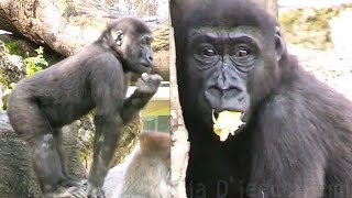 Ringo's Adorably Cute Eating Show!💕😍林戈超萌吃播！