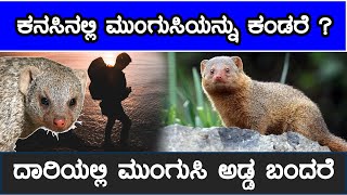 ಕನಸಿನಲ್ಲಿ ಮು೦ಗುಸಿಯನ್ನು ಕಂಡರೆ ? ದಾರಿಯಲ್ಲಿ  ಮುಂಗುಸಿ ಅಡ್ಡ ಬಂದರೆ | mongoose on the way