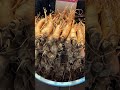 경동시장 선물용 최고급 인삼 top grade korean ginseng 高麗人参 korean street food