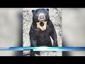 palu the virginia zoo sun bear dies of cancer