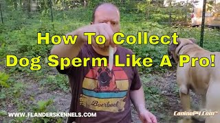 How To Collect Dog Sperm Like A Pro!