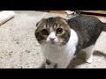 トンネルから飛び出る猫【スコティッシュフォールド】【scottish fold】