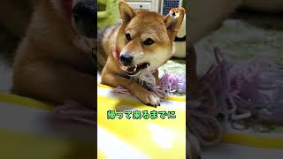 【柴犬】居ないのを見計らって毛糸をカミカミしてるシバ犬　アフレコ　#shorts